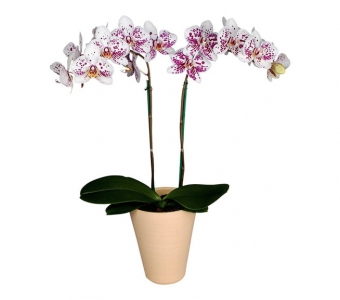 Орхидея Фаленопсис далматинец