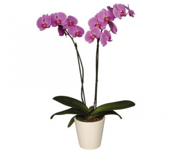 Орхидея Фаленопсис фиолетовая