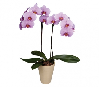Орхидея Фаленопсис розовая