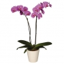 Орхидея Фаленопсис фиолетовая