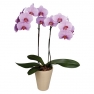 Орхидея Фаленопсис розовая
